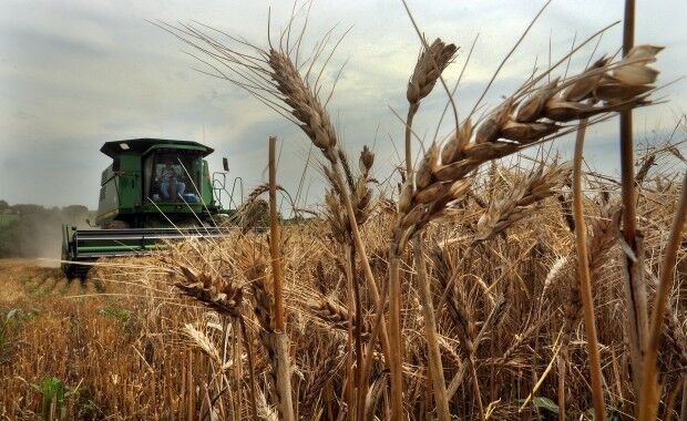 Harvest time